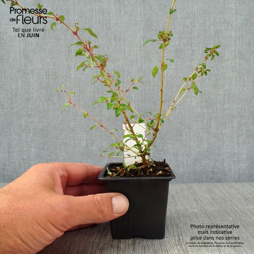 Amostra de Fúcsia magellanica Arauco Vaso de 8/9 cm tal como entregue no verão