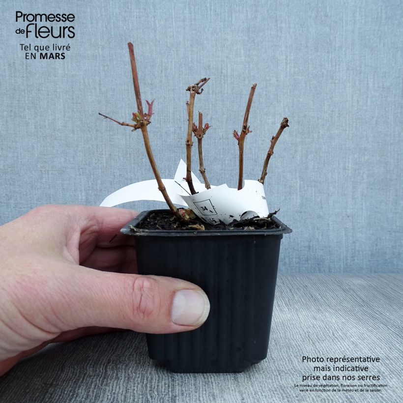 Amostra de Fuchsia magellanica Vaso de 8/9 cm tal como entregue na primavera