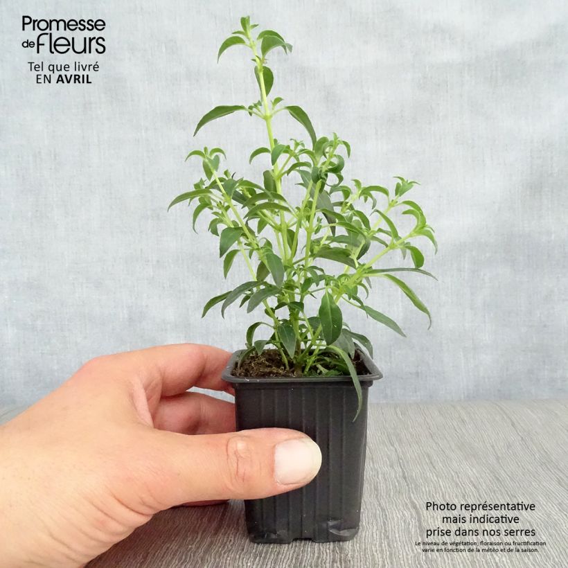 Amostra de Fúcsia magellanica Hawkshead Vaso de 7/8 cm tal como entregue na primavera