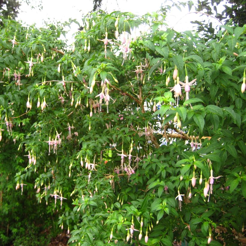 Fuchsia magellanica var. molinae (Hábito)