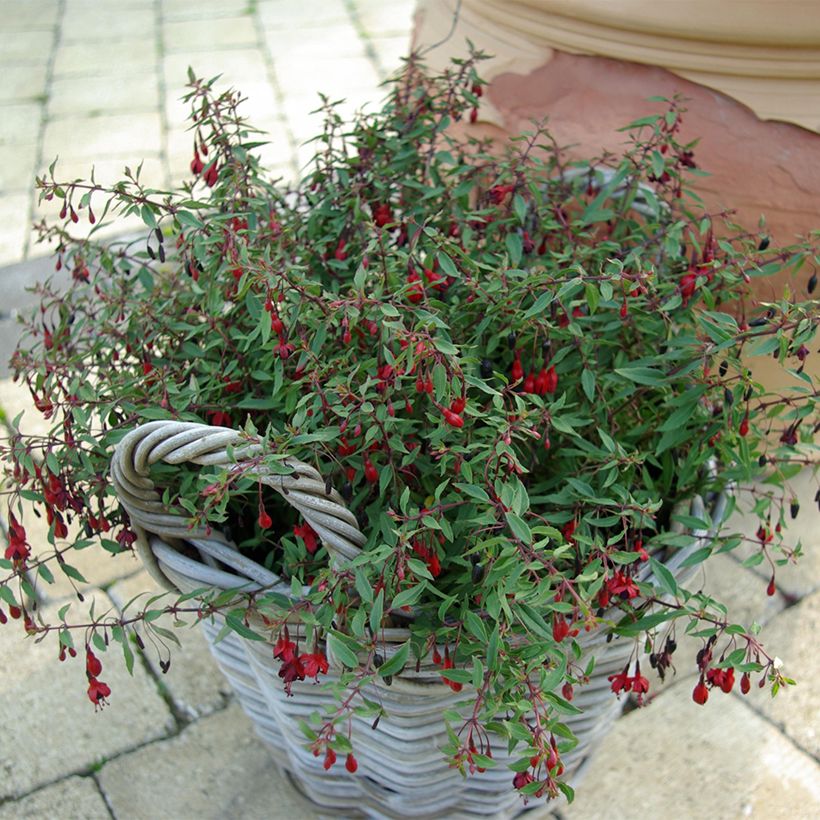 Fúcsia magellanica Pumila (Hábito)
