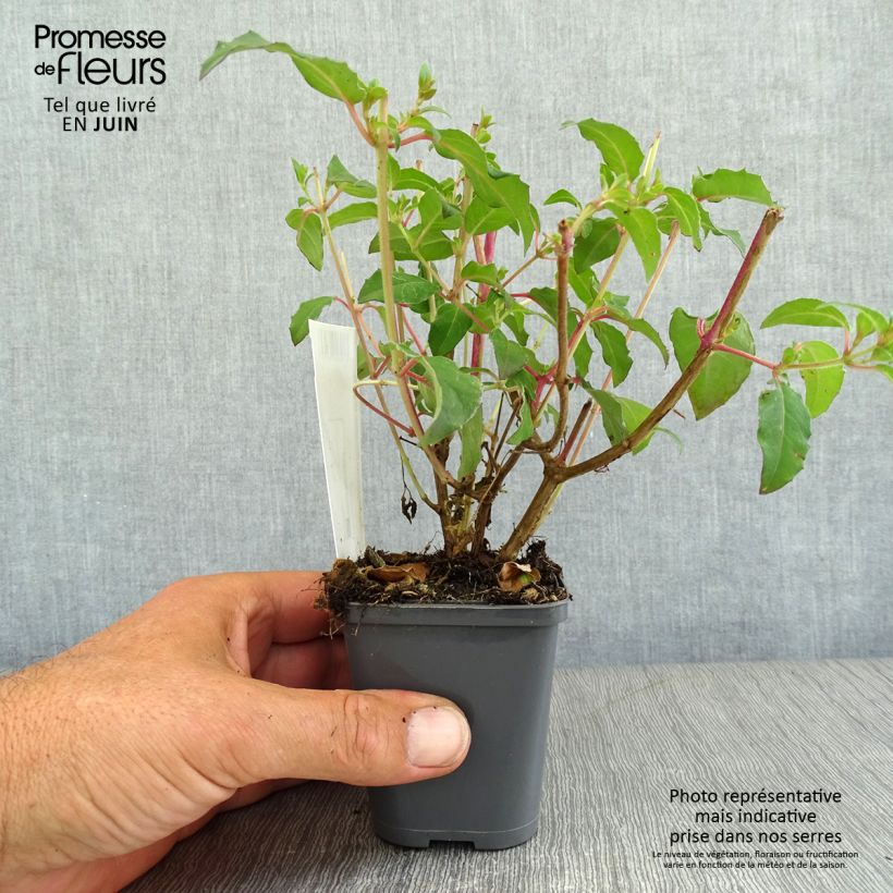 Amostra de Fúcsia magellanica Riccartonii Vaso de 8/9 cm tal como entregue no verão