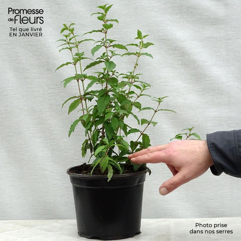 Amostra de Fúcsia magellanica Riccartonii Vaso de 2 L/3 L tal como entregue no inverno
