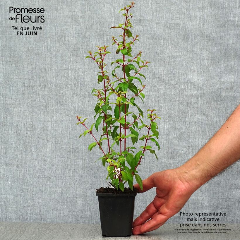 Amostra de Fuchsia magellanica var. gracilis Aurea Vaso de 7/8 cm tal como entregue no verão