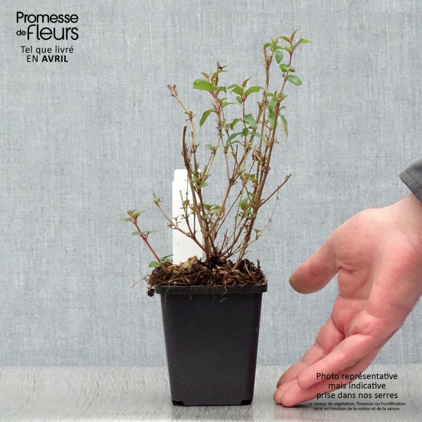 Amostra de Fuchsia magellanica var. gracilis Aurea Vaso de 7/8 cm tal como entregue na primavera