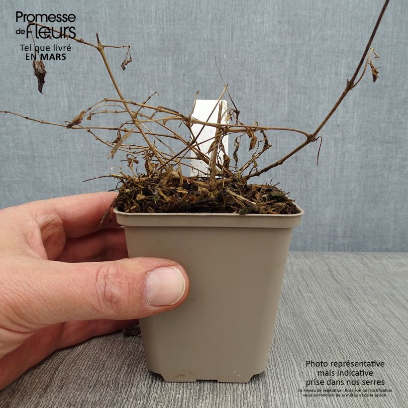 Amostra de Fuchsia magellanica var. gracilis Aurea Godet de 7/8 cm tal como entregue no inverno