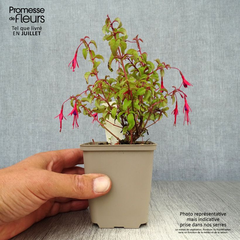 Amostra de Fuchsia magellanica var. gracilis Vaso de 8/9 cm tal como entregue no verão