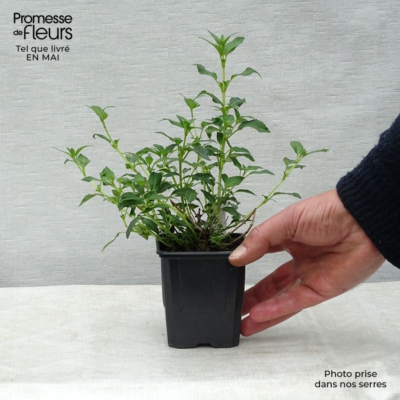 Amostra de Fuchsia magellanica var. molinae Vaso de 8/9 cm tal como entregue na primavera