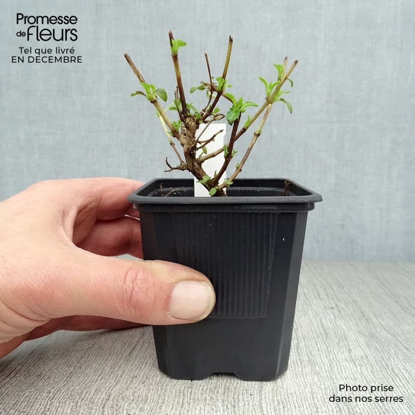 Amostra de Fuchsia magellanica var. molinae Vaso de 8/9 cm tal como entregue no inverno