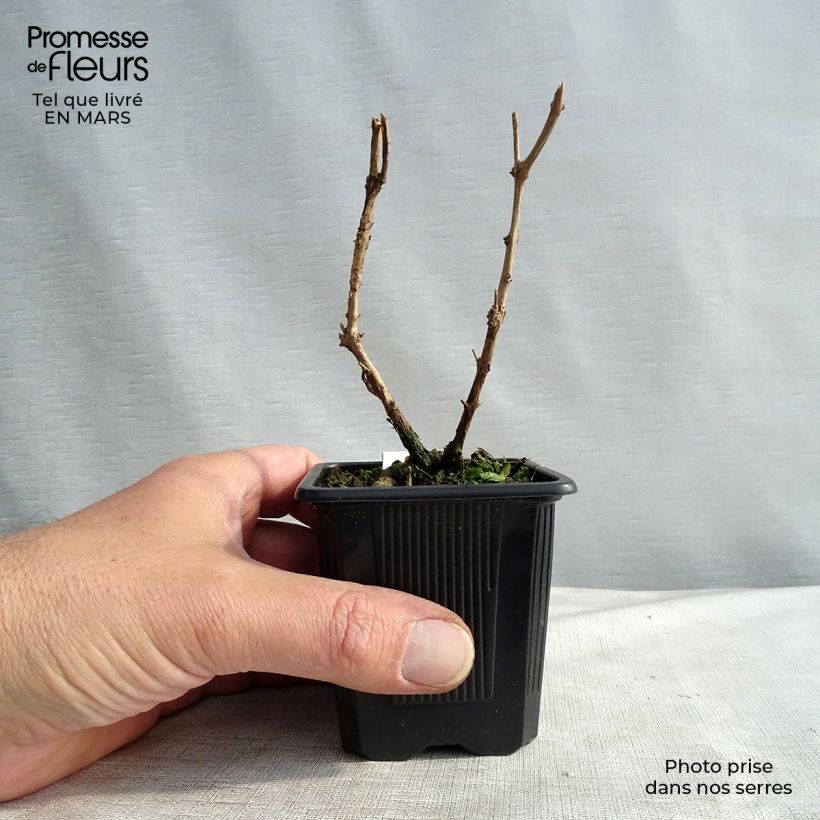 Amostra de Fuchsia magellanica var. gracilis Vaso de 8/9 cm tal como entregue no inverno