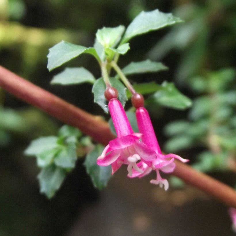 Fuchsia microphylla subsp. microphylla (Floração)
