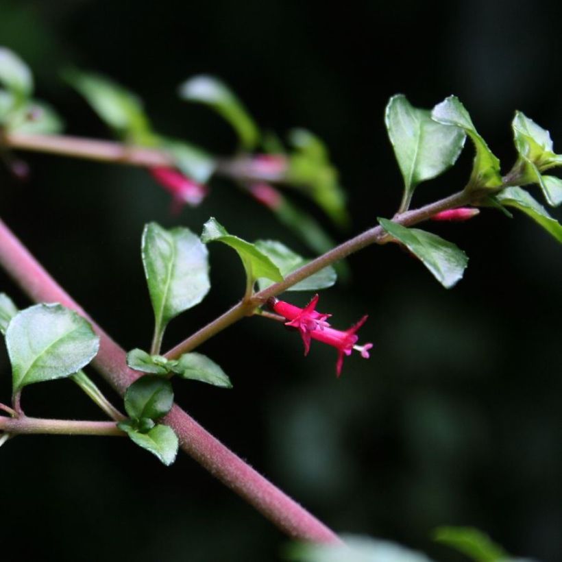 Fuchsia microphylla subsp. hemschleiana (Floração)