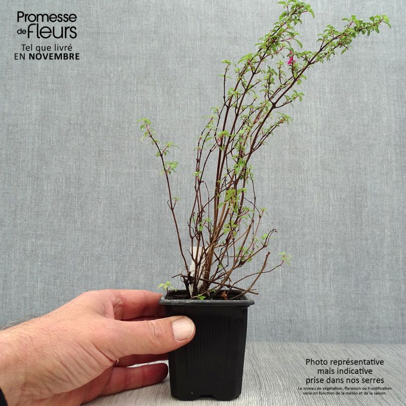 Amostra de Fuchsia microphylla subsp. microphylla Vaso de 8/9 cm tal como entregue no outono