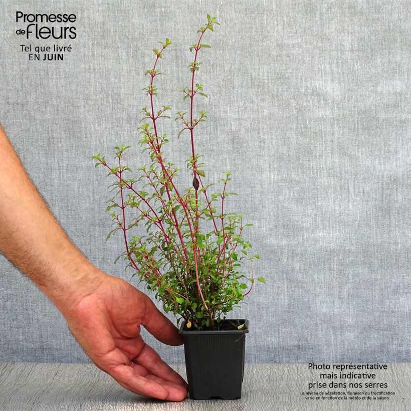 Amostra de Fuchsia microphylla subsp. microphylla Vaso de 8/9 cm tal como entregue no verão