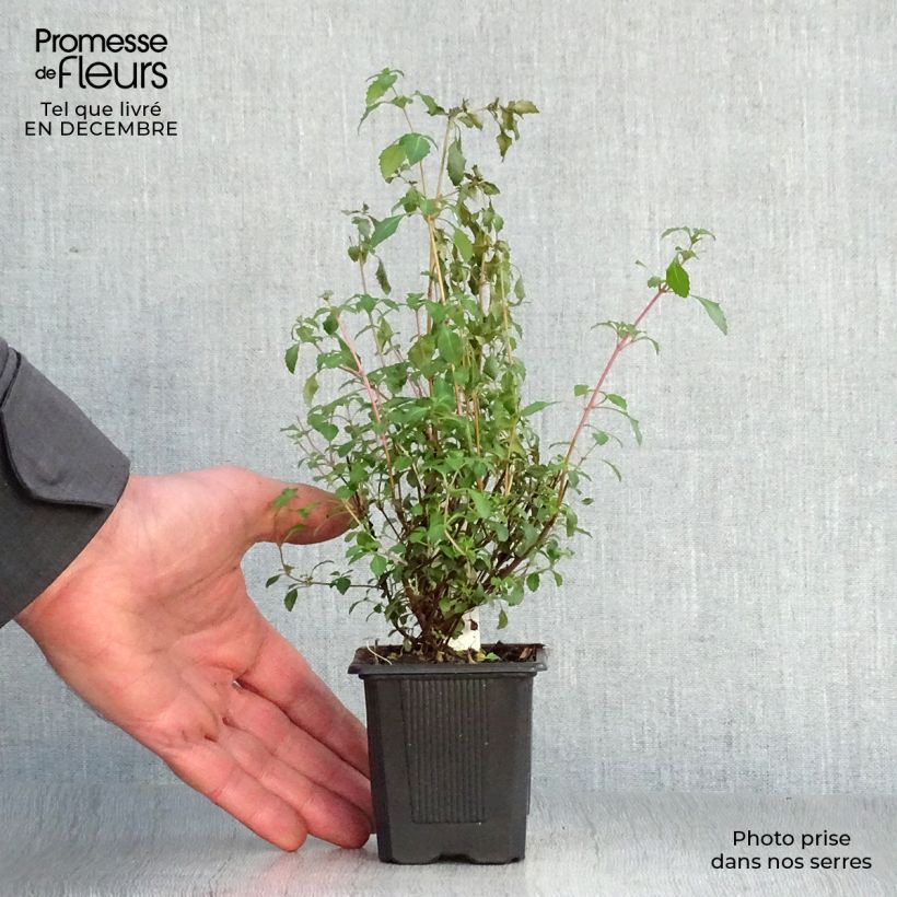 Amostra de Fuchsia microphylla subsp. microphylla Vaso de 8/9 cm tal como entregue no inverno