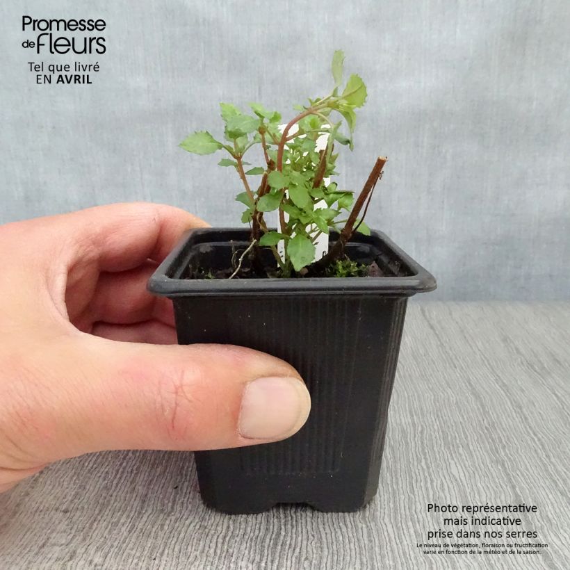 Amostra de Fuchsia microphylla subsp. microphylla Vaso de 8/9 cm tal como entregue na primavera