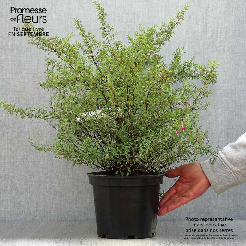 Amostra de Fuchsia microphylla subsp. microphylla Vaso de 4 L/5 L tal como entregue no outono