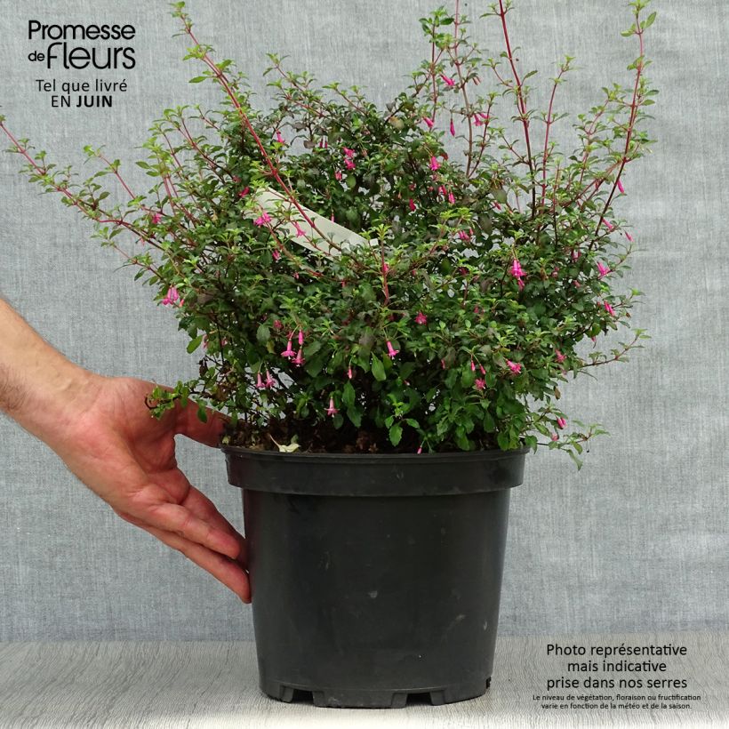 Amostra de Fuchsia microphylla subsp. microphylla Vaso de 4 L/5 L tal como entregue no verão