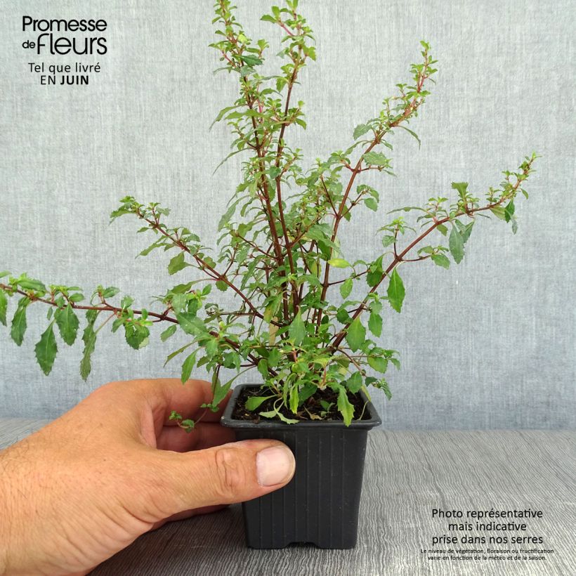 Amostra de Fuchsia minutiflora Vaso de 8/9 cm tal como entregue no verão
