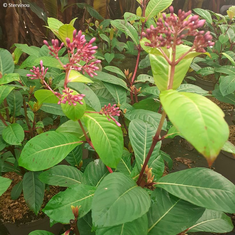 Fuchsia paniculata (Folhagem)