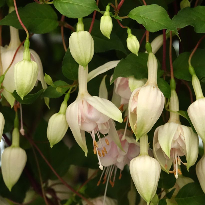 Brinco-de-princesa Pink Marshmallow (Floração)