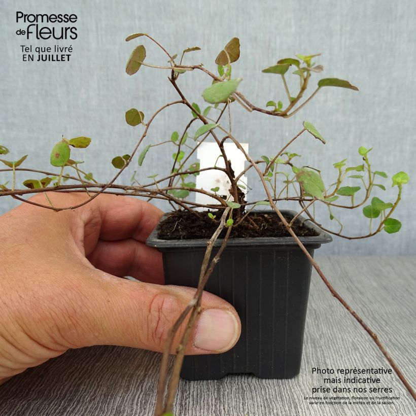 Amostra de Fuchsia procumbens Vaso de 8/9 cm tal como entregue no verão