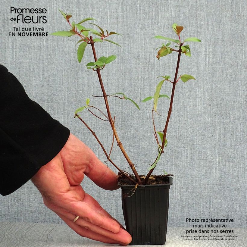 Amostra de Fúcsia regia Reitzii Vaso de 7/8 cm tal como entregue no outono