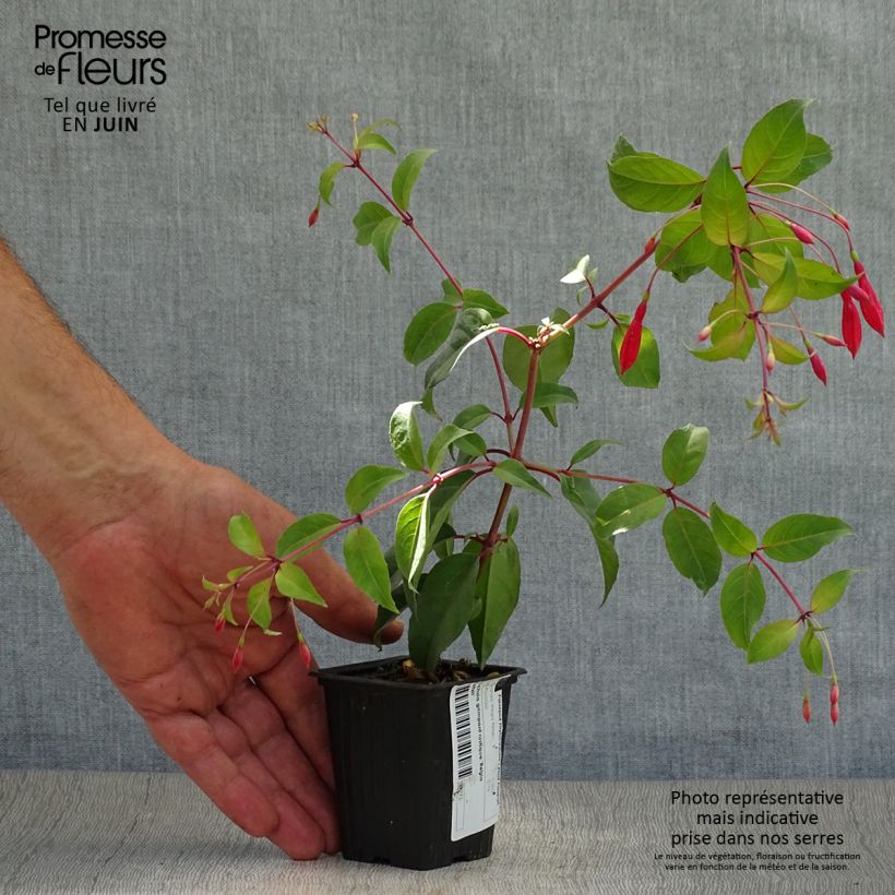 Amostra de Fúcsia regia Reitzii Vaso de 7/8 cm tal como entregue no verão