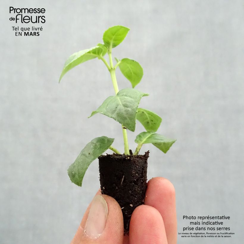 Amostra de Fuchsia retombant Bella Rosella  Mini-motte Ø 1,5/2,5 cm tal como entregue na primavera