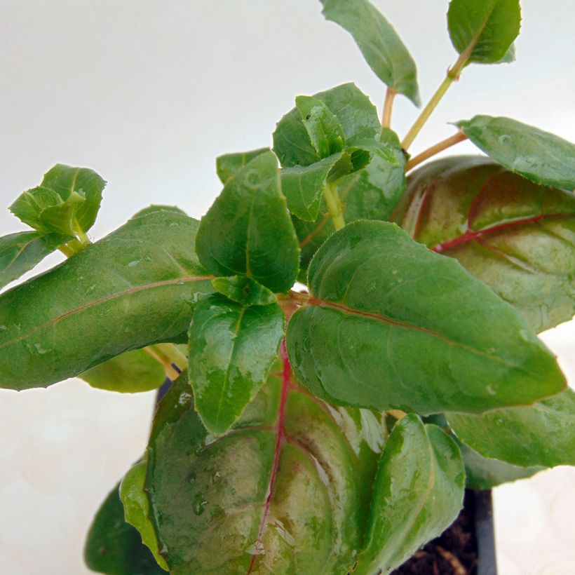 Brinco-de-princesa Dark Eyes (Folhagem)