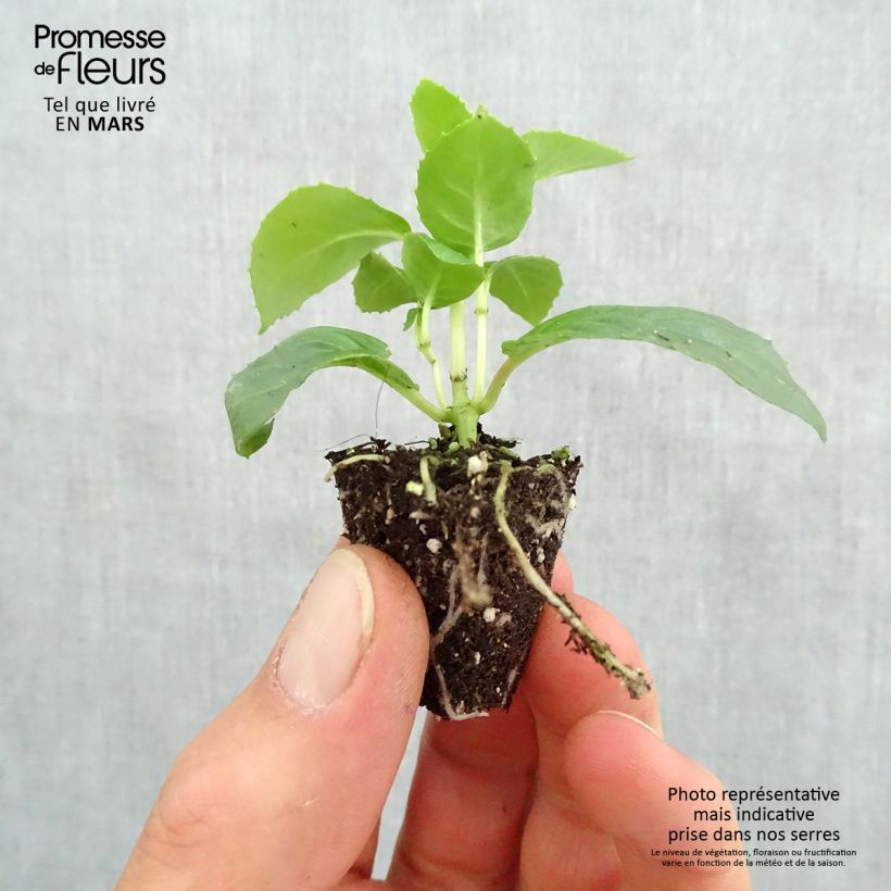 Amostra de Fuchsia retombant Pink Marshmallow Mini-torrão Ø 3/4 cm tal como entregue na primavera