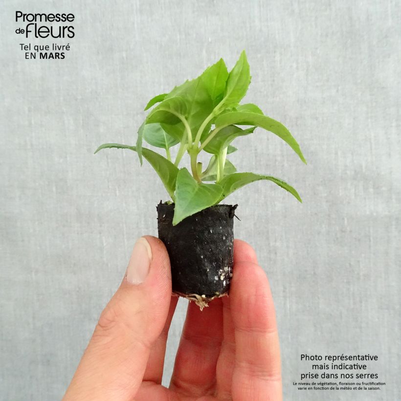 Amostra de Fuchsia retombant Pink Galore Mini-torrão Ø 1,5/2,5 cm tal como entregue na primavera