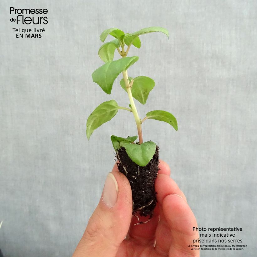 Amostra de Fuchsia retombant Sir Matt Busby Mini-torrão Ø 1,5/2,5 cm tal como entregue na primavera