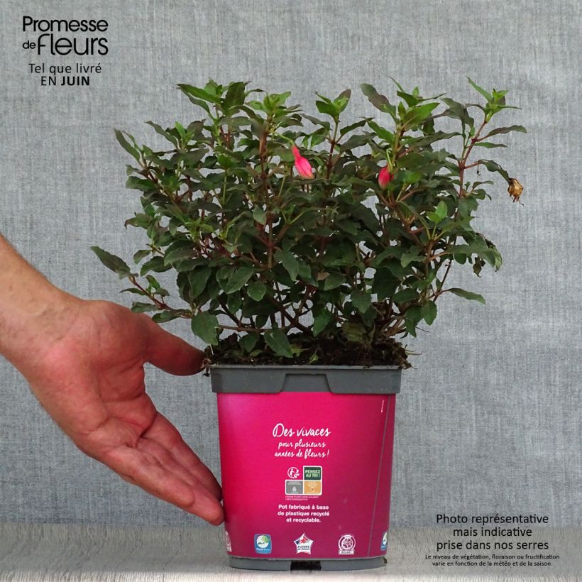 Amostra de Brinco-de-princesa Alice Hoffman Vaso de 2 L/3 L tal como entregue no verão