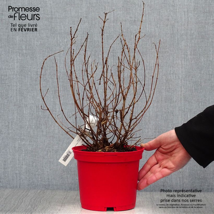 Amostra de Fuchsia rustique Alice Hoffman Vaso de 2 L/3 L tal como entregue no inverno