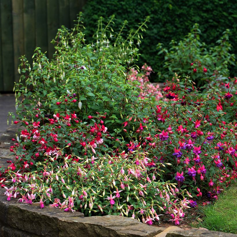 Brinco-de-princesa Alice Hoffman (Hábito)