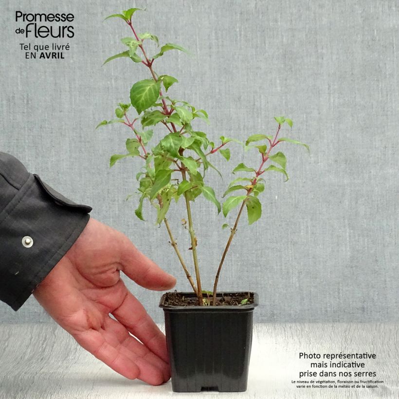 Amostra de Brinco-de-princesa Blue Sarah Vaso de 7/8 cm tal como entregue na primavera