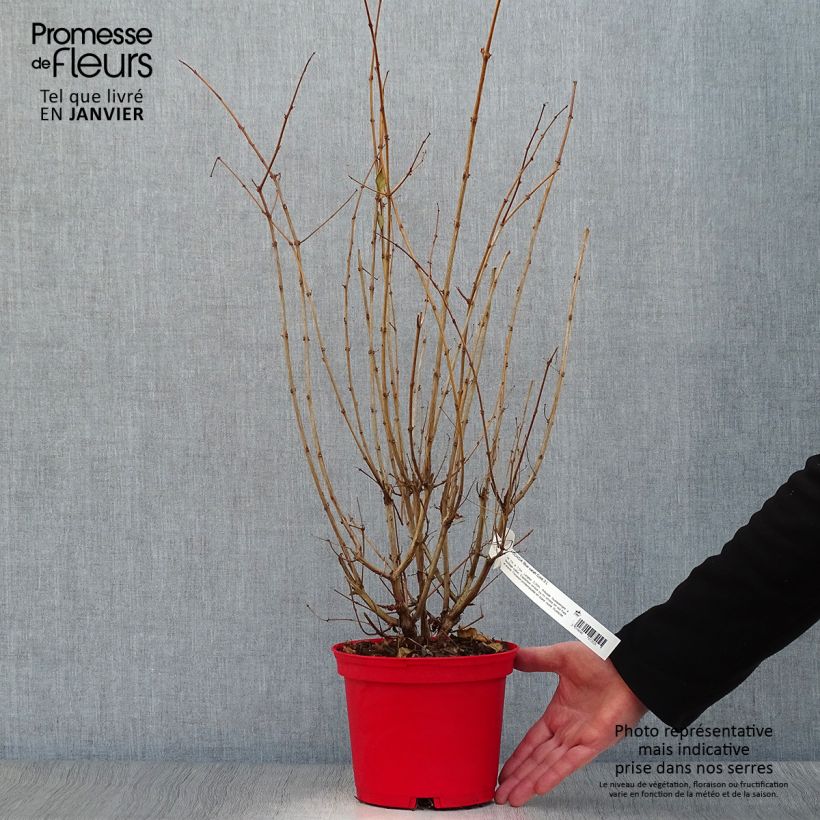 Amostra de Fuchsia rustique Blue Sarah Vaso de 2 L/3 L tal como entregue no inverno