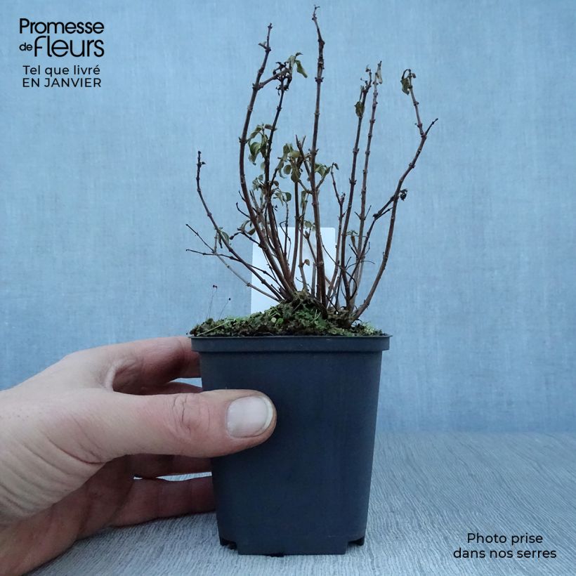 Amostra de Fuchsia rustique Lady Thumb Vaso de 8/9 cm tal como entregue no inverno