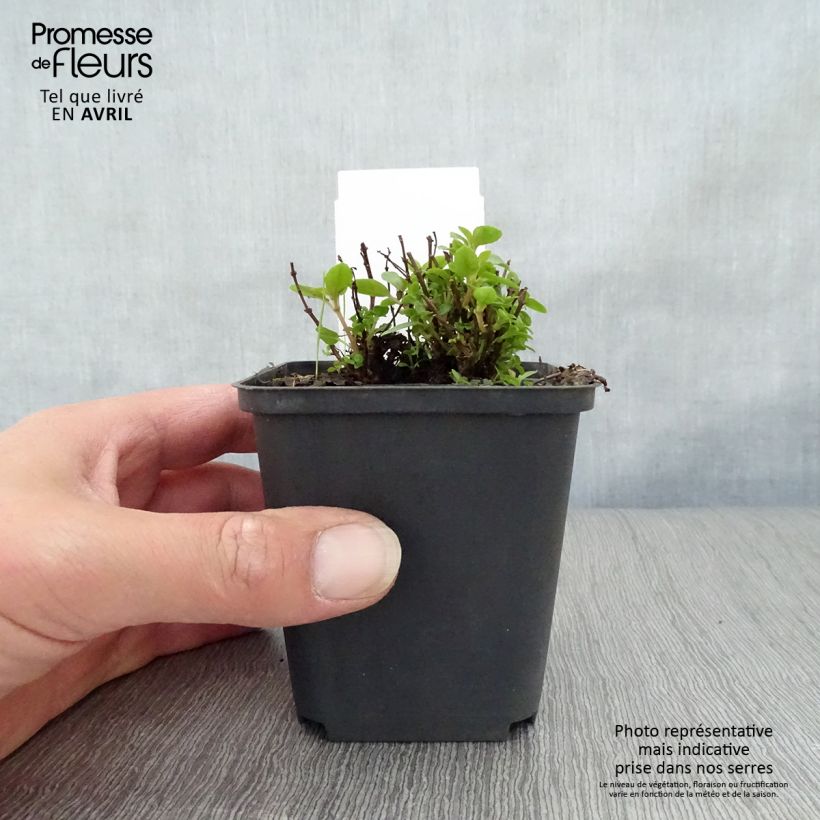 Amostra de Fúcsia Lady Thumb Vaso de 8/9 cm tal como entregue na primavera