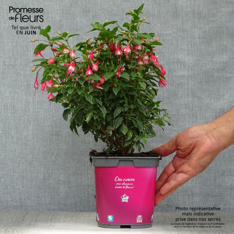 Amostra de Fúcsia Lady Thumb Vaso de 2 L/3 L tal como entregue no verão