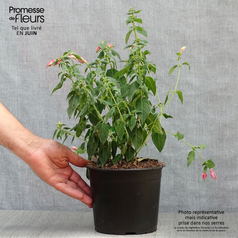 Amostra de Brinco-de-princesa Margaret Vaso de 2 L/3 L tal como entregue no verão