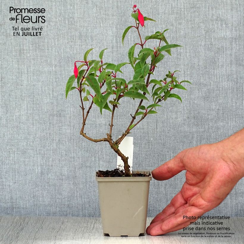 Amostra de Brinco-de-princesa Mme Cornelissen Vaso de 7/8 cm tal como entregue no verão