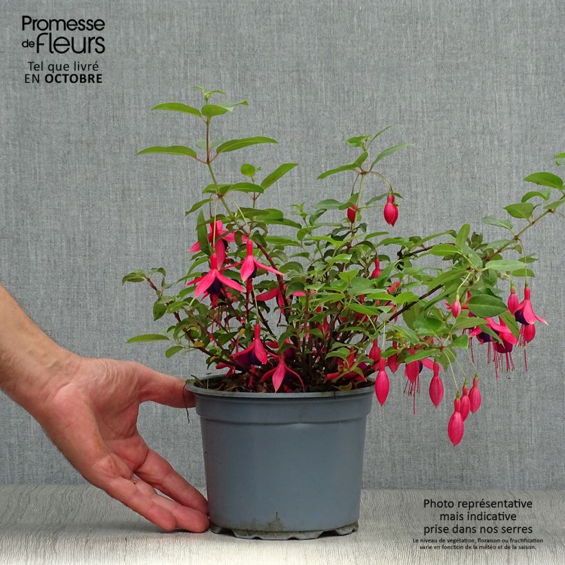 Amostra de Brinco-de-princesa Mrs Popple Vaso de 2 L/3 L tal como entregue no outono