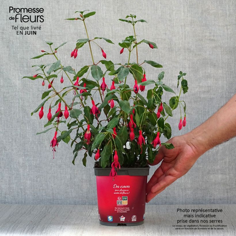 Amostra de Brinco-de-princesa Mrs Popple Vaso de 2 L/3 L tal como entregue no verão