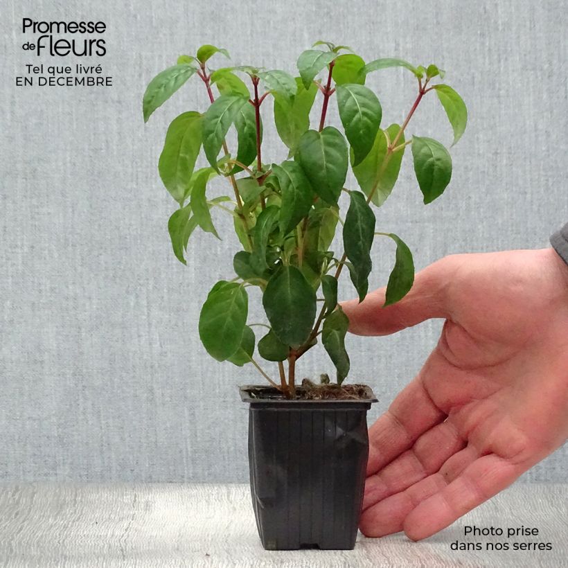 Amostra de Brinco-de-princesa Princess Dollar Vaso de 7/8 cm tal como entregue no inverno