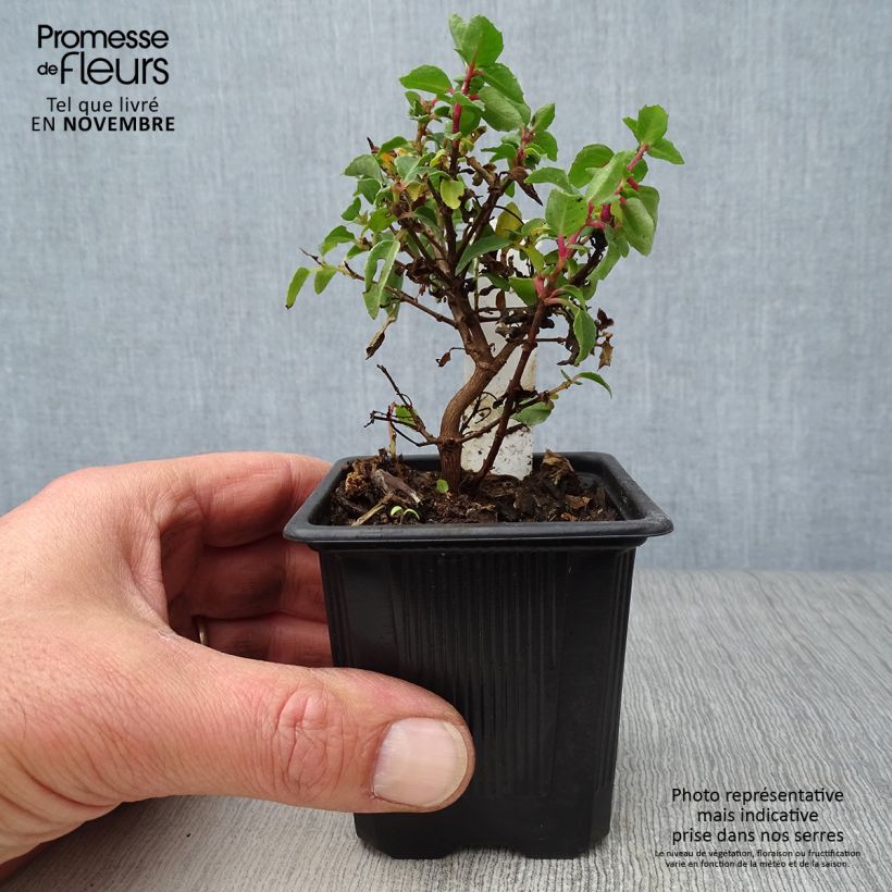 Amostra de Fúcsia Tom Thumb Vaso de 8/9 cm tal como entregue no outono
