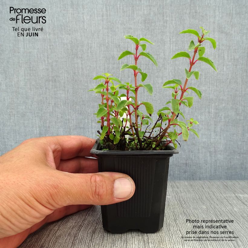 Amostra de Fúcsia Tom Thumb Vaso de 8/9 cm tal como entregue no verão