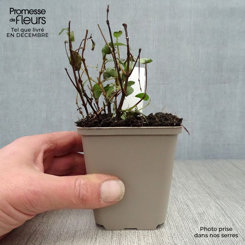 Amostra de Fuchsia rustique Tom Thumb (Tom Pouce) Vaso de 8/9 cm tal como entregue no inverno