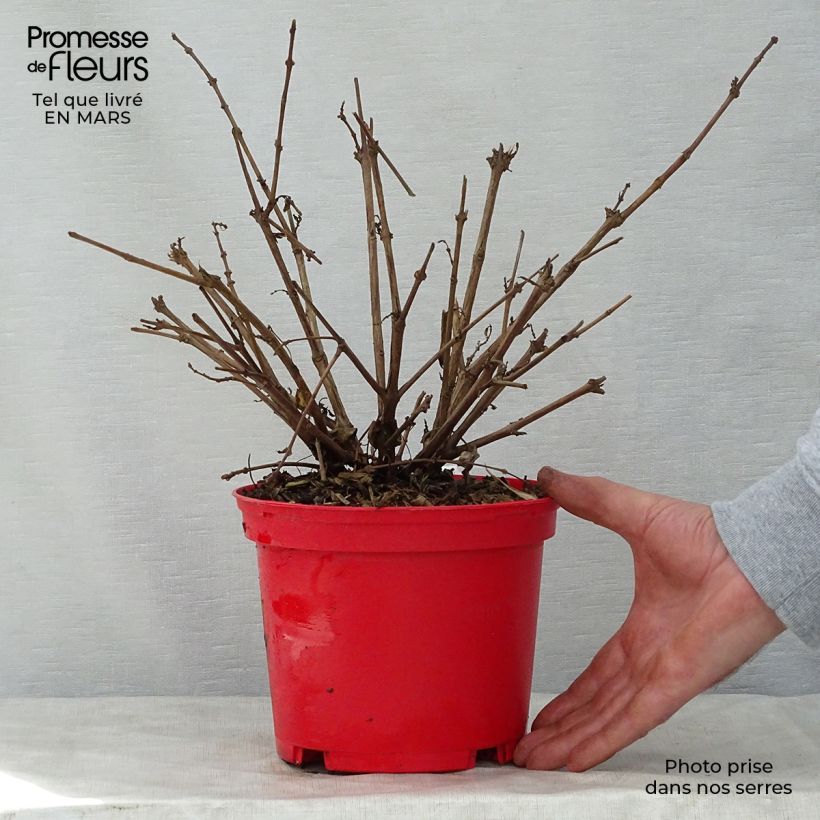 Amostra de Brinco-de-princesa Tom West Vaso de 2 L/3 L tal como entregue na primavera